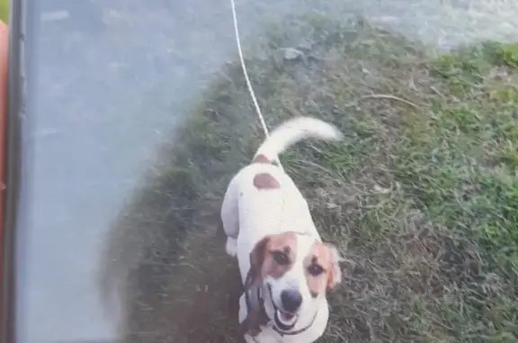Найдена собака на платформе Левошинка