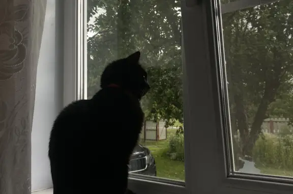 Пропал кот Жук, чёрный, лысины на ушах. Подольск, Московская область