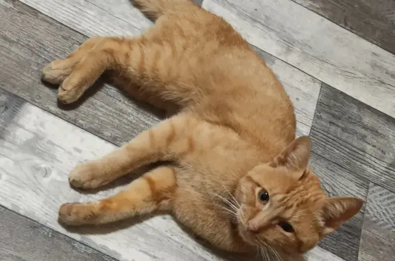 Найден рыжий кот на Будапештской ул., 61, СПб