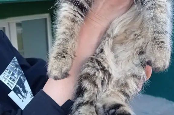 Найден котенок с оторванным хвостом в Новочебоксарске, ул. Строителей 62