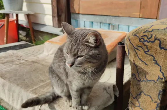 Найдена кошка, Московская область, фото: Найдена породистая кошка в СНТ Звезда, Московская область