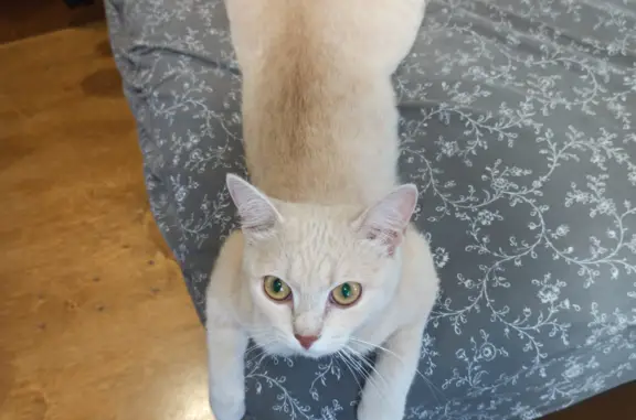 Объявления о пропавших и найденных животных, Новосибирск, фото: Пропала кошка, Светло персикового цвета, проезд Энергетиков, 8