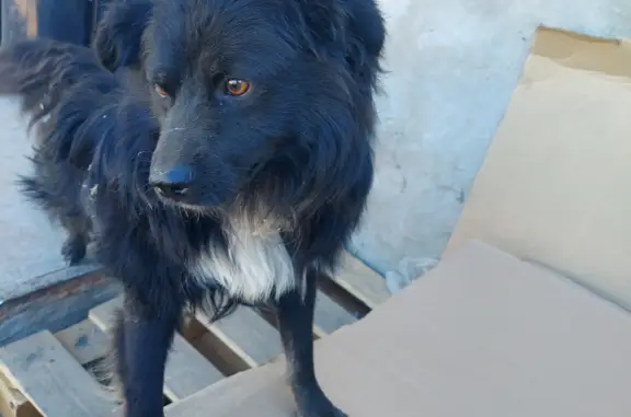 Найдена собака Дворняшка на Соколовой улице, 316