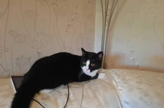 Кошки потеряшки, Новосибирск, фото: Потеряшка кошка Черно-белый кот, ул. Зорге, 68