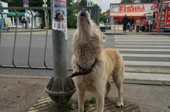 Собака с голубыми глазами найдена у пешеходного перехода, ул. Стара-Загора, 58А, Самара