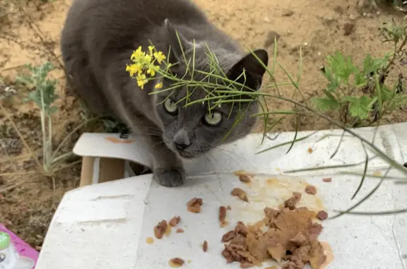 Найдена кошка: красивая и голодная, улица Зелёная, 62
