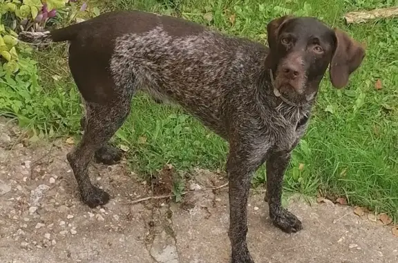 Пропала собака Дратхаар, ул. Адмирала Макарова, 29, Москва