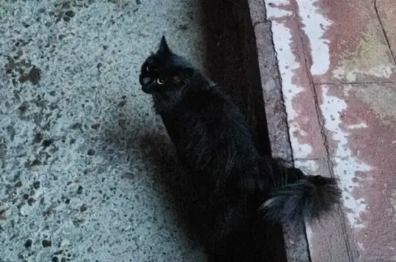 Найдена кошка на бульваре Ибрагимова, 42, Уфа