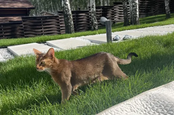 Пропала кошка Кот, абиссинской породы, окрас коричневый, 3 года, Хрустальная
