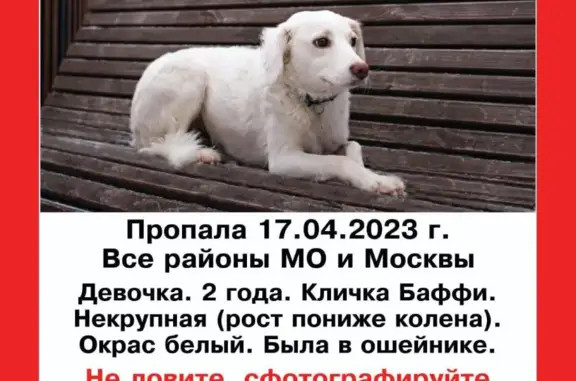 Пропала собака Баффи, Москва