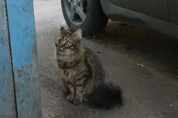 Пропала коричнево-серая кошка, вознаграждение. ул. Содружества 3, Ростов