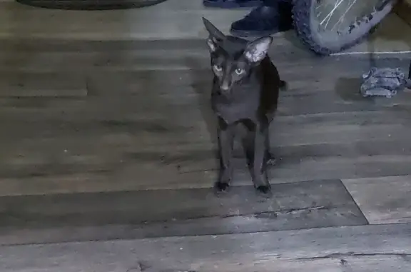 Найден ориентальный кот, ул. Ленина, 6, Нерюнгри