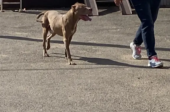 Собака найдена около магазина Верный в Сырково