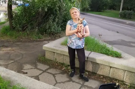 Пропала собака в ул. Чайковского, 43, Ангарск
