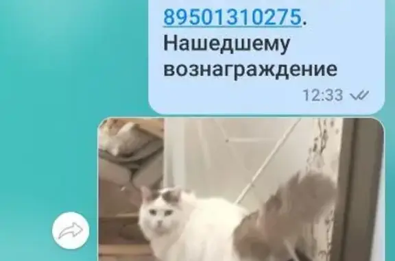 Пропал белый пушистый кот в Марковском поселении, Иркутская обл.