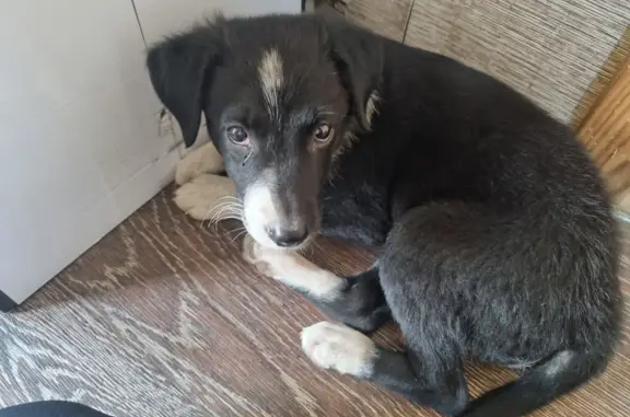 Найдена собака, адрес: ул. Крылова, 24, Брянск