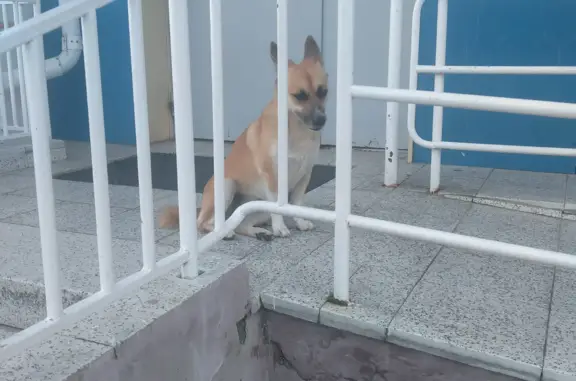Собака Лисий окрас найдена на Ледовой ул., 11, Ханты-Мансийск