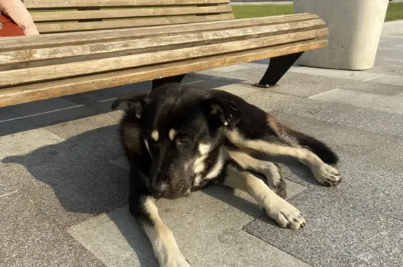 Собака найдена на Ленинградском шоссе, Москва