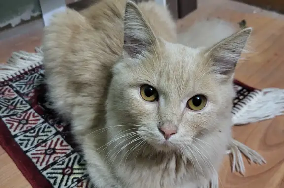 Найден персиковый котенок на ул. Утренняя, 83А, Барнаул