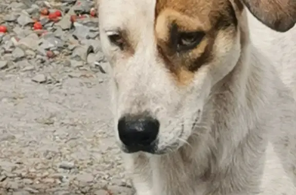 Потерянная собака Пёс в Ростове-на-Дону