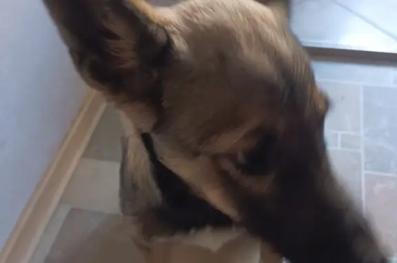 Собака Кобель найдена на Фасадной ул., 27, Новосибирск