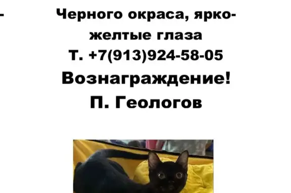 Пропала кошка: Черёмушная ул., 23, Новосибирск