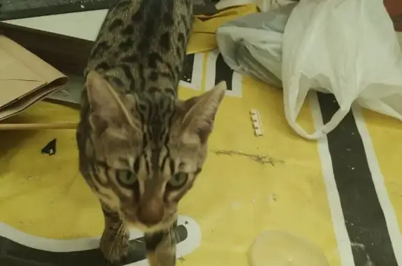 Найден Бенгальский кот возле стоматологии в Тюмени