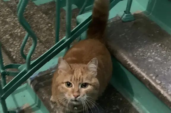 Найдена кошка Малыш на ул. Богдана Хмельницкого, 15, Челябинск