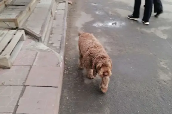 Найдена собака рыжего цвета возле Магнита на пр. Нариманова, 29, Ульяновск