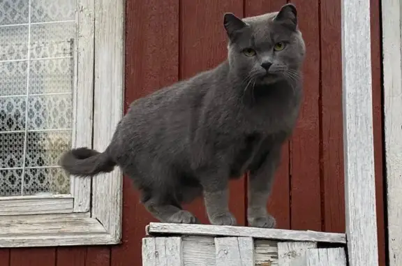 Пропала кошка Рокси, ул. Матросова, 69, Учалы
