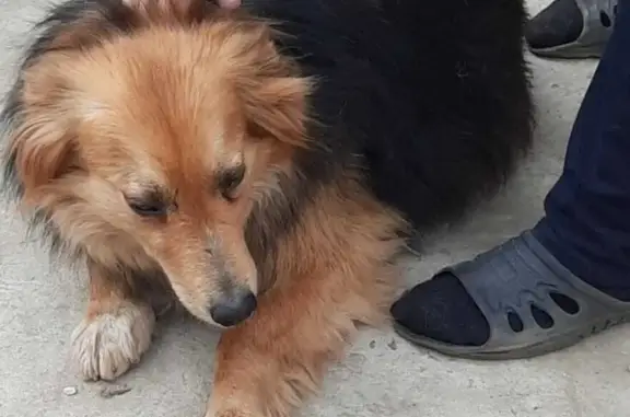 Пропала собака в Курске, район Апз-20