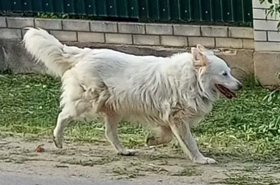 Найдена собака на Ул. Манежная, Щорса, Южная