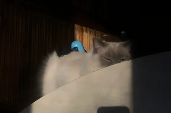 Кошки потеряшки, Якутск, фото: Потеряшка кошка Девочка в Якутске