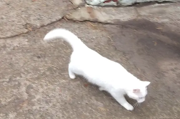 Найдена белая кошка в детском саду на Комсомольском проспекте