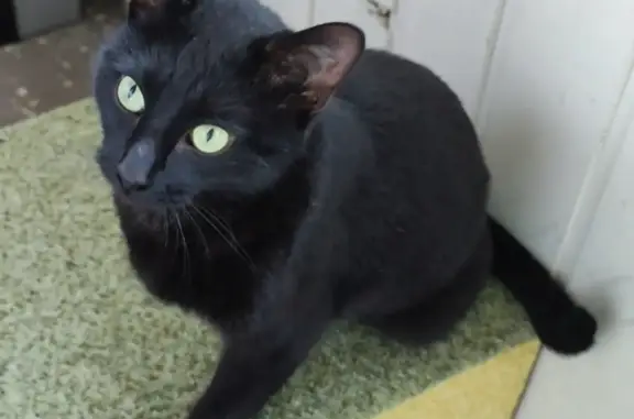 Найдена чёрная кошка, глаза зелёные - Берёзовая аллея, 26, Петрозаводск