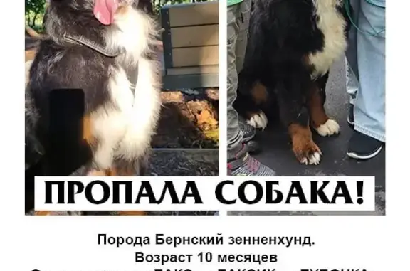 Пропала собака на ул. Ватутина, 3 к1, Москва