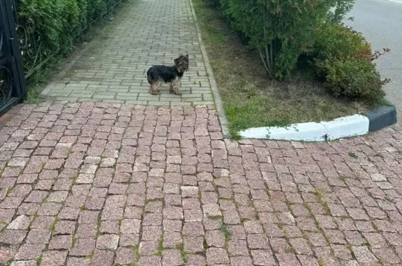 Найдена собака Йорк, девочка в КП Ильинка
