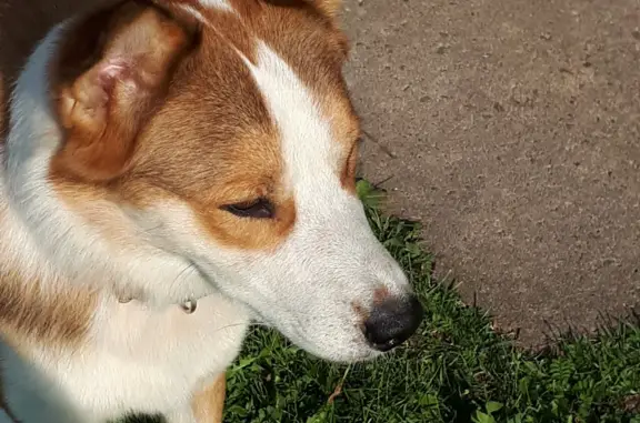 Собака найдена у метро Купчино, Караваевская улица