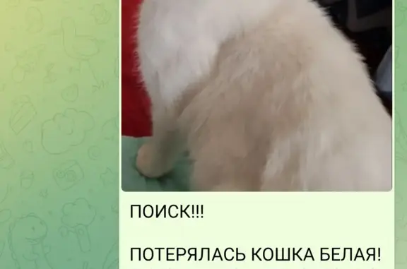 Пропала белая кошка, Киевская ул., 8 с2, Москва