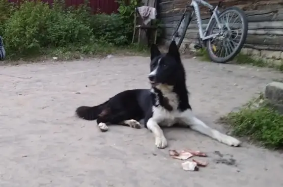 Собака найдена в поселке Глубинный Борского района, Нижегородская область