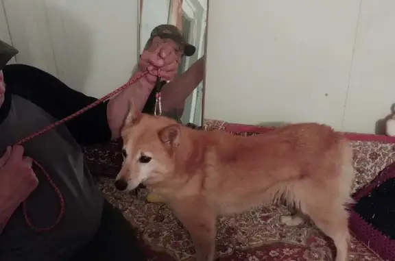 Найдена собака рыжая лайка в деревне Вендюры, Карелия