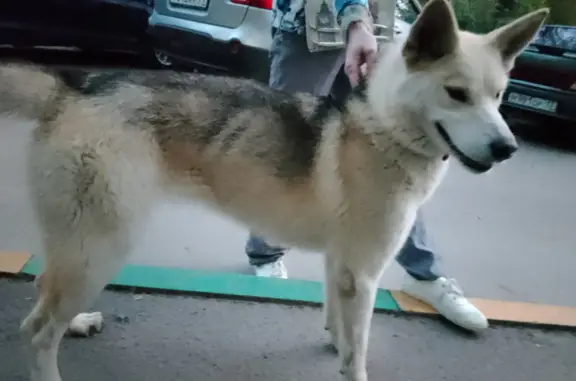 Найдена домашняя собака на Максимовского, 10, Тула