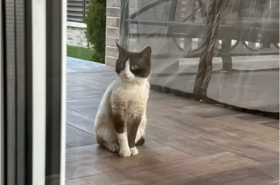 Найден кот без хвоста в Московской области