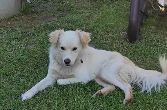 Собака найдена в Нефедово-Деденево, Московская область