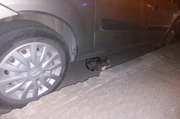Найдена серая кошка, ул. Руднева, 16, СПб