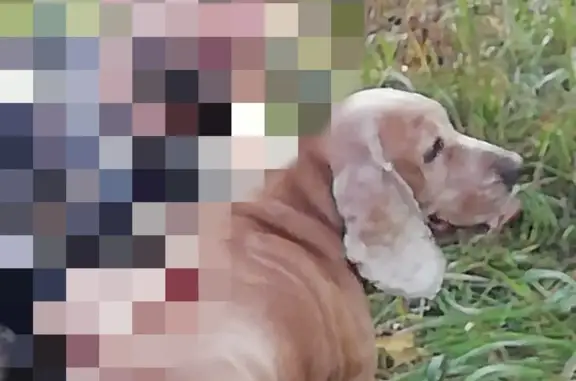 Пропала собака Сука, рыжая, полная, с перевязанной лапой. Ушла 11 сентября в 5 вечера в Железногорске.