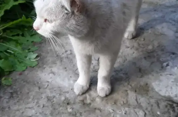 Найдена кошка ул. Геологов, 52, Минусинск