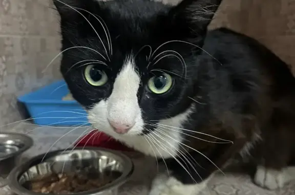 Найден черно-белый котик на ул. Чичерина, 6, Москва