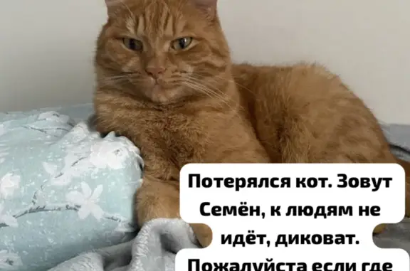 Пропала кошка на Мочищенском шоссе 2, Новосибирск