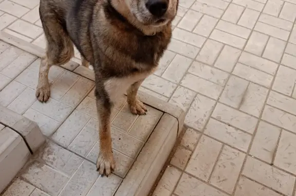 Найдена собака на Комсомольской, 125, Йошкар-Ола